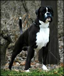 Pin On Big Dogs