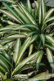 Image result for Chlorophytum zingiberastrum