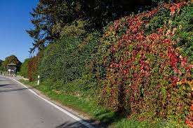 naturawall larmschutzwand herbst bayern larm wand garten