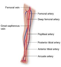 Chronic Venous Disease Beyond Blood Thinners Stockings