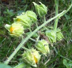 Image result for Solanum sisymbriifolium