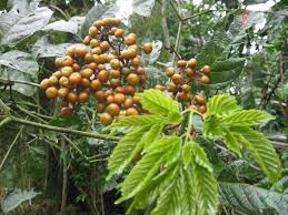 Image result for Leea guineensis