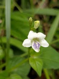 Image result for Asystasia