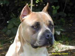 Check out our buckskin pit bull selection for the very best in unique or custom, handmade pieces from our shops. Pitbull And Amstaff Page