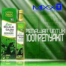 Khasiat daun belalai gajah (sabah snake grass). Jus Belalai Gajah 0195726070 Postingan Facebook