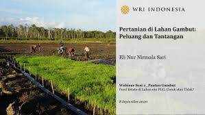 Sebuah kegiatan yang sangat menguntungkan bagi masyarakat aceh pada waktu itu. Pdf Pertanian Di Lahan Gambut Peluang Dan Tantangan