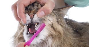 We believe in helping you find the product that is right aliexpress carries many cat tooth cleaner related products, including electric gun to paint , cake gun spray , electric paint spray , automatic paint spray. Dental Care For Cats Pdsa