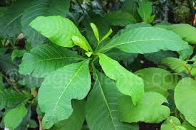 Image result for Voacanga africana