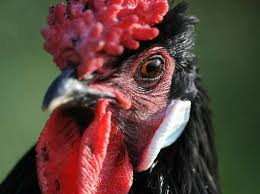 In an ambush or blocking position the machine gunner was. Top Cock Roosters Crow In Pecking Order