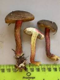 Image result for Xerocomellus diffractus