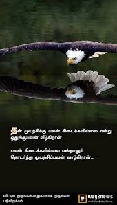 Pin By Lavanya On A Tamil Quotes In 2020 Bald Eagle Animals Balding