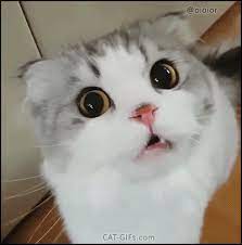 Kitten Gif Super Cute Scottish Fold Cat Meowing Having A Funny Hiccups At Same Time Kitten Gif Cats Cat Gif