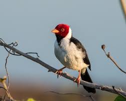 We did not find results for: Yellow Billed Cardinal Birdfinding Info