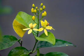 Image result for Tristellateia