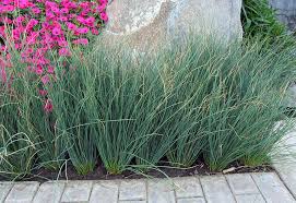 Image result for Juncus