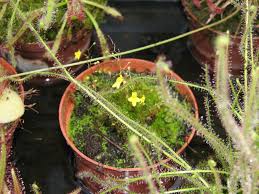 Image result for Utricularia subulata
