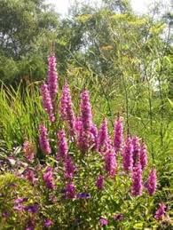 Image result for Lythrum rotundifolium