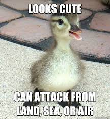 Duck War Duck Memes Quack Quack Funny Animal Pictures