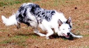 Black And Brown Border Collie Puppy Akc Abca Border Collie Pups Merle Red Sable Black White Tricolor In Hoobly Classifieds Border Collie Border Collie Merle Collie