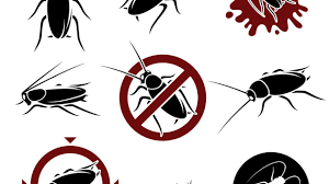 كيفية القضاء على الحشرات الطائرة Images?q=tbn:ANd9GcTQk2QSk389vlHZMiL8M2tRwaYGUSjuyHaaig&usqp=CAU