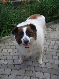 Une manière de larguer pas comme les autres. Z Avez Pas Vu Mirza Moutons Et Compagnie