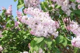 Some lilac bushes respond to transplanting by not blooming the following spring; How To Grow Lilac Growing Lilac Bushes Care Feeding By The Gardener S Network