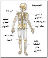 جسم الانسان الهيكل العظمي ساره مساعد 10 7 numbers preschool rib cage change quotes