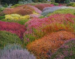 A Scottish Heather Garden So Many Colours So Pretty Heather Gardens Beautiful Gardens Wild Flowers