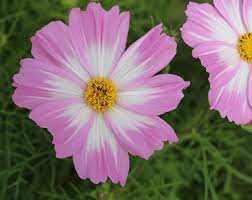We did not find results for: Five Fab Spring Flowers For South Florida Costa Farms