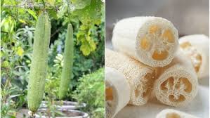 Image result for Luffa