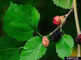 Maybe you would like to learn more about one of these? Mulberry University Of Florida Institute Of Food And Agricultural Sciences