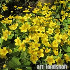 Вальдштейния тройчатая "Forrest Sun" (Форрест Сан)