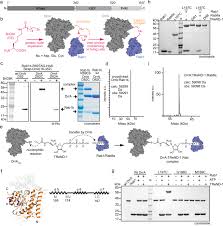 Bioethics is the study of the ethical issues emerging from advances in biology and medicine.it is also moral discernment as it relates to medical policy and practice. Rab1 Ampylation By Legionella Drra Is Allosterically Activated By Rab1 Nature Communications
