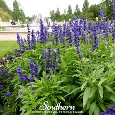 Image result for Salvia farinacea