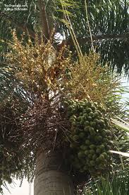 Image result for Wodyetia