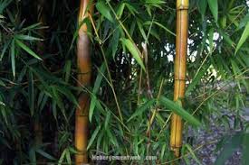 I planted my own grove and a couple. How Jamaica Is Rebuilding Its Economy Using Sustainable Bamboo