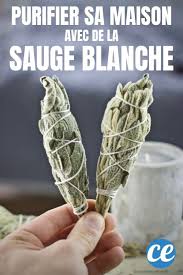 Faire Bruler De La Sauge 11 Bienfaits Incroyables Sur La Sante En 2020 Sauge Sauge Blanche Sauge Bienfaits
