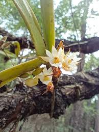 Image result for Calyptrochilum christyanum