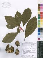 Image result for Excoecaria bussei