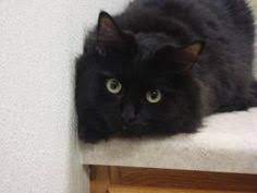 While these cats are beautiful and soft, keep in mind that most of them do require constant grooming. 13 Domestic Black Long Hair Ideas Black Cat Cats Long Haired Cats