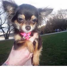Small Black And Brown Fluffy Puppy The Other Option Long Haired Black And Tan Chihuahua Little Girl Really Cute Puppies Chihuahua Love Chihuahua