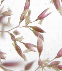 Image result for Agrostis pilgeriana