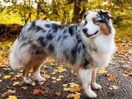 While blue merle aussie dogs should have black pigmentation around their eyes, and on their nose and lips, a degree of pink spotting is allowed. Why You Should Know The Remarkable Blue Merle Australian Shepherd K9 Web