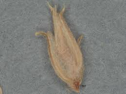 Image result for Bulbostylis trabeculata