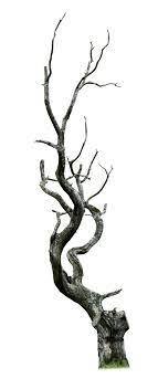 Dead Tree Png By Aledjonesstocknart Twisted Tree Vine Drawing Dead Tree Tattoo