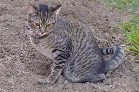 Cats generally have about one or two bowel movements on a daily basis. Irritable Bowel Syndrome In Cats Symptoms Causes Diagnosis Treatment Recovery Management Cost