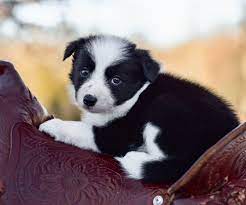 Adorable And Sweet Little Black And White Border Collie Puppy Come Ride Away With Me Collie Puppies Border Collie Puppies Sheep Dog Puppy