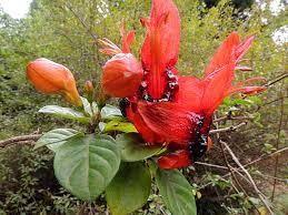 Image result for Ruttya fruticosa