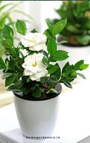 Gardenia Plant How To Care For Gardenia Plant At Home And Garden Gardenia Plant Indoor Flowers Plants