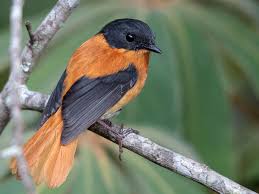 Orange Bird With Black And White Wings Kartinki Po Zaprosu Black And White Shrike Flycatcher South African Birds Owl Pet Beautiful Birds